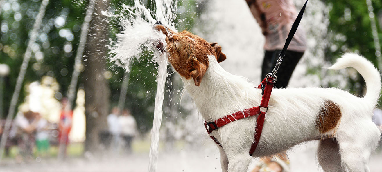 Soaring Temperatures? Here's How to Maintain Your Exercise Routine